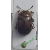 Gonioctena decemnotata (Marsham, 1802) Szubarga rudonoga